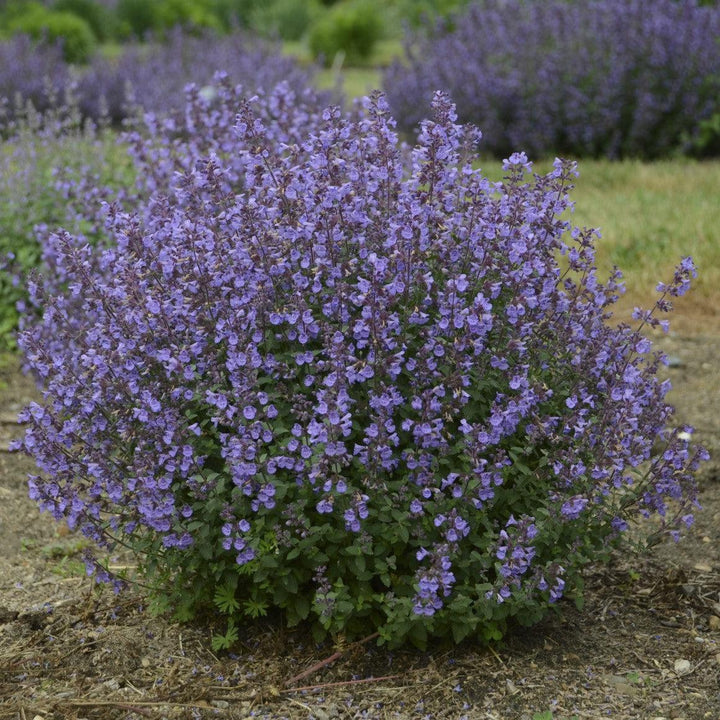 Nepeta faassenii 'Kitten Around' ~ Kitten Aware Catmint-ServeScape