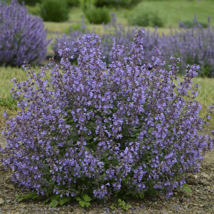 Nepeta faassenii 'Kitten Around' ~ Kitten Aware Catmint-ServeScape