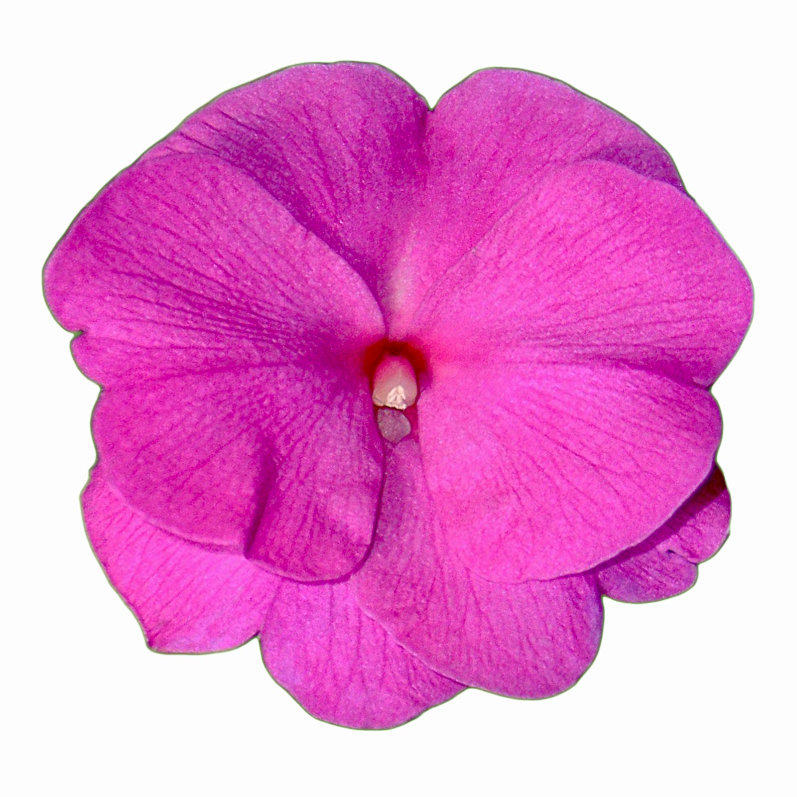 Impatiens hawkeri 'Sonic Amethyst' ~ Sonic™ Amethyst New Guinea Impatiens-ServeScape