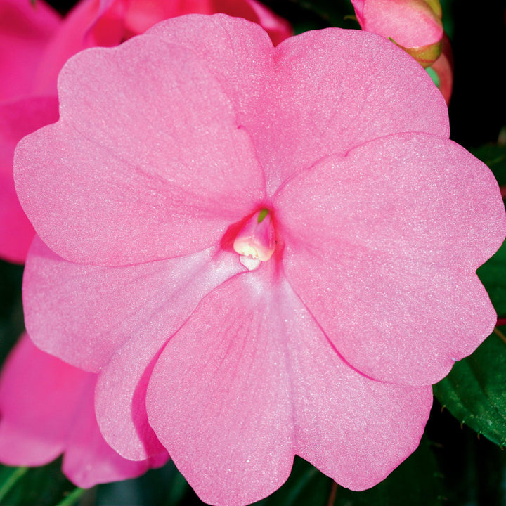Impatiens hawkeri 'Sonic Bright Pink' ~ Sonic™ Bright Pink New Guinea Impatiens-ServeScape