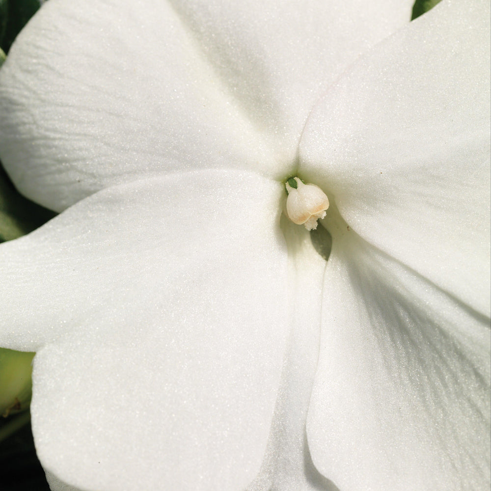 Impatiens hawkeri 'Sonic White' ~ Sonic™ White New Guinea Impatiens-ServeScape