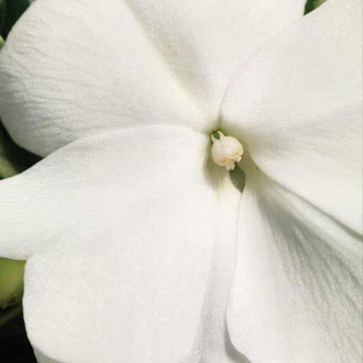 Impatiens hawkeri 'Sonic White' ~ Sonic™ White New Guinea Impatiens-ServeScape