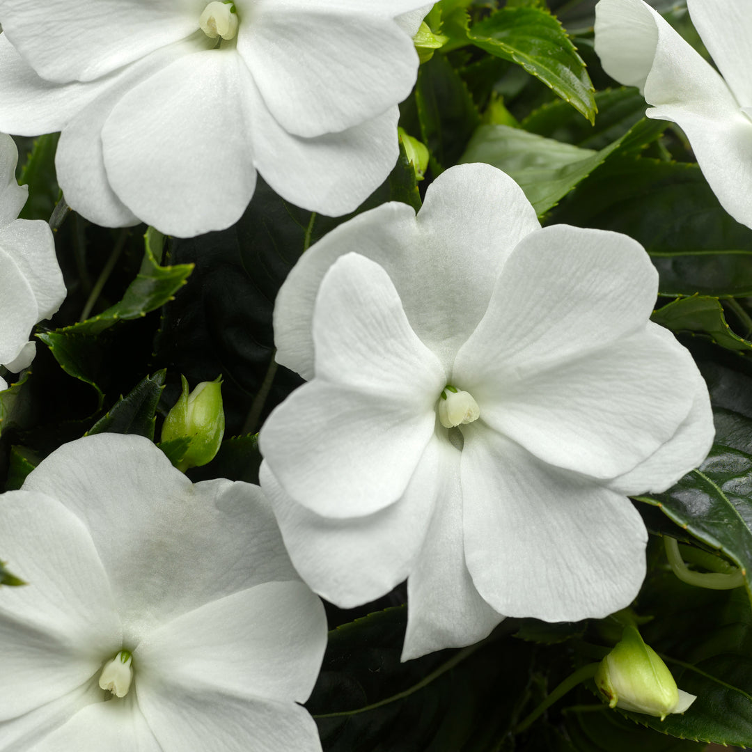 Impatiens hawkeri 'Sonic White' ~ Sonic™ White New Guinea Impatiens-ServeScape