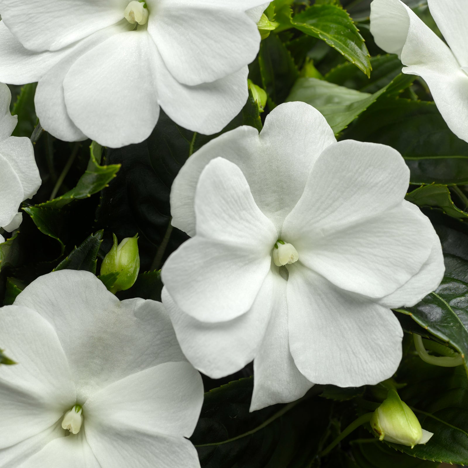 Impatiens hawkeri 'Sonic White' ~ Sonic™ White New Guinea Impatiens-ServeScape
