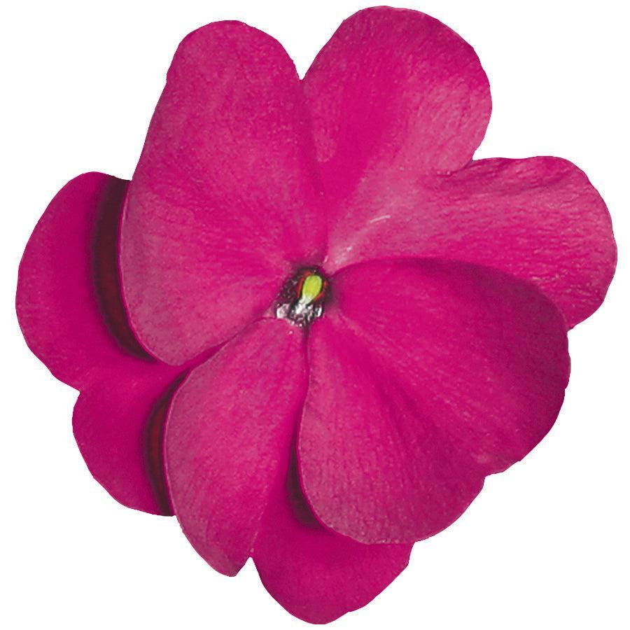 Impatiens hawkeri 'Super Sonic Purple' ~ Super Sonic™ Purple New Guinea Impatiens-ServeScape