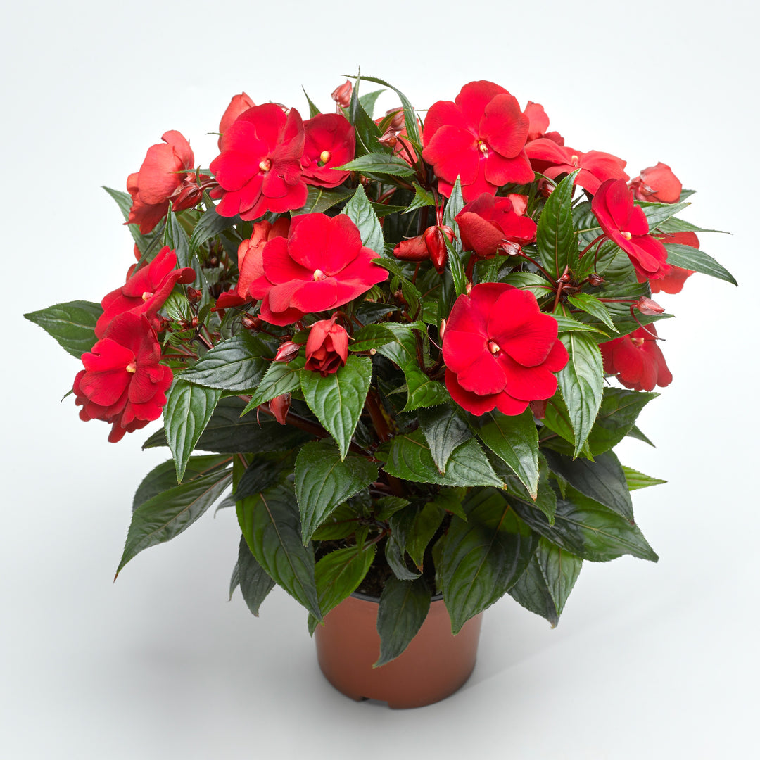 Impatiens hawkeri 'Super Sonic Red' ~ Super Sonic™ Red New Guinea Impatiens-ServeScape