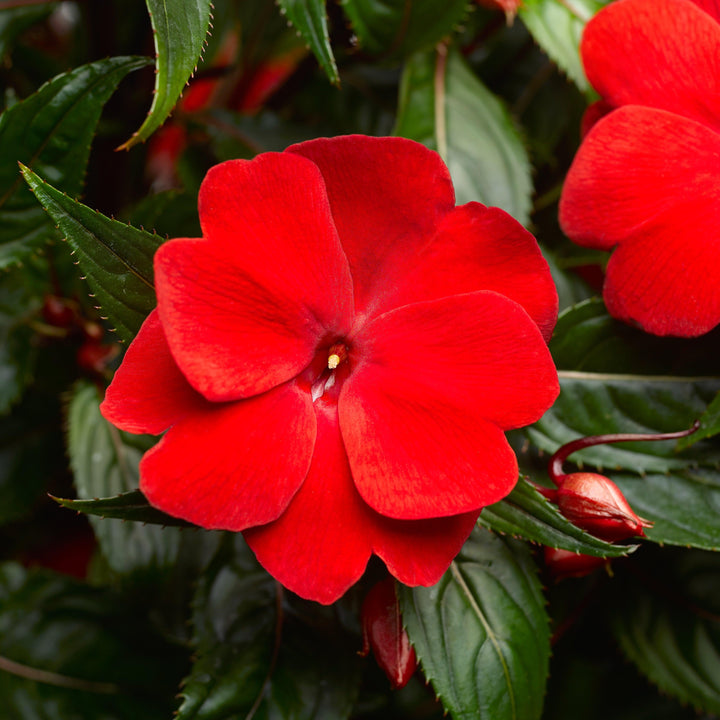 Impatiens hawkeri 'Super Sonic Red' ~ Super Sonic™ Red New Guinea Impatiens-ServeScape