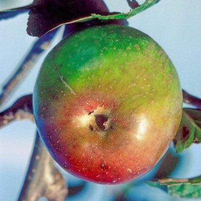 Malus domestica 'Newton Pippin' ~ Newton Pippin Apple-ServeScape