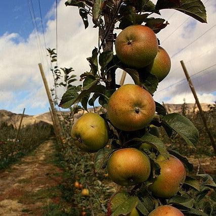 Malus domestica 'Newton Pippin' ~ Newton Pippin Apple-ServeScape