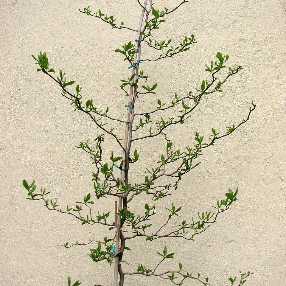 Nyssa sylvatica 'Zydeco Twist' ~ Zydeco Twist Blackgum-ServeScape