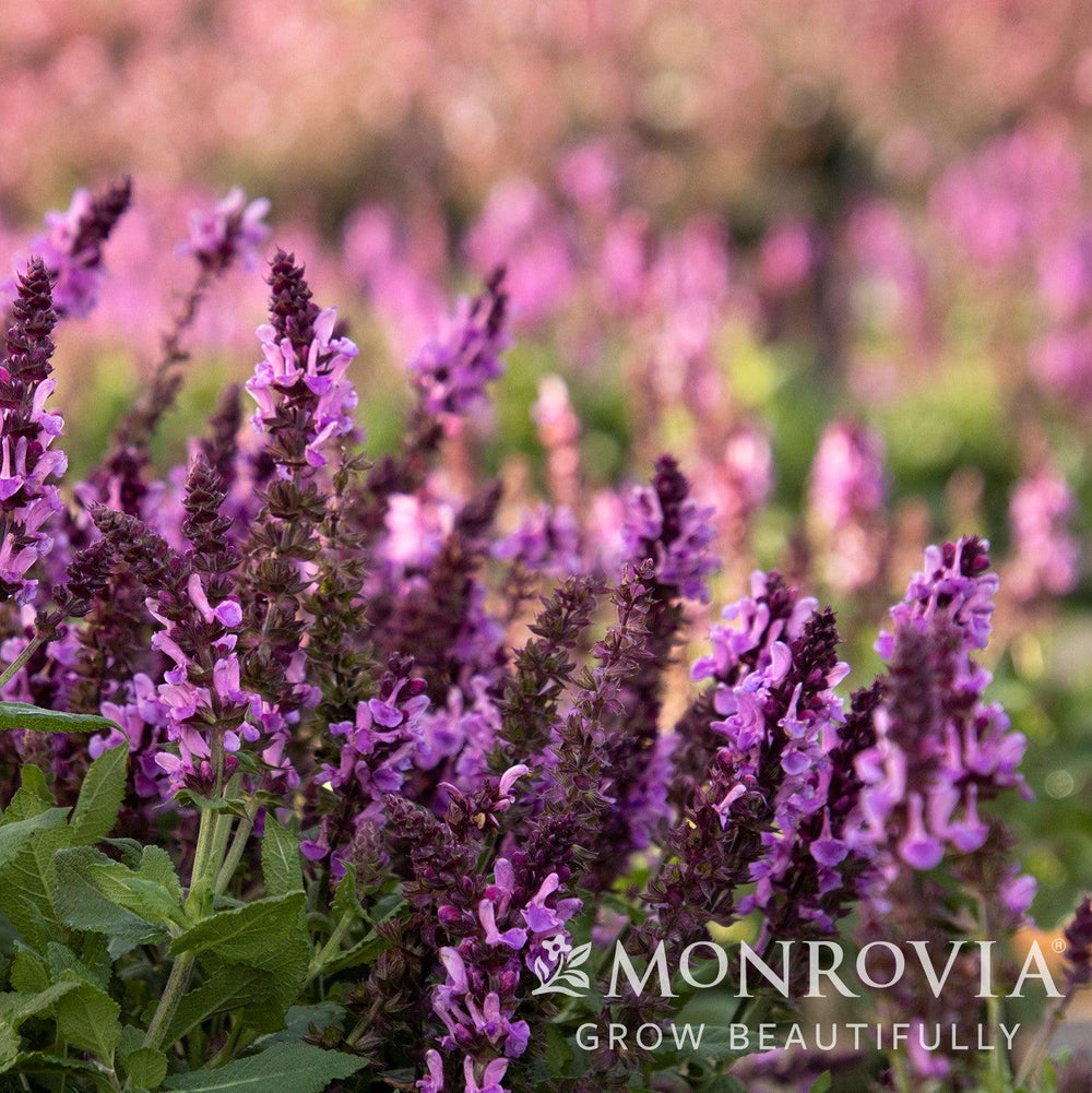 Salvia nemorosa 'Rose Marvel' ~ Monrovia® Rose Marvel Meadow Sage-ServeScape