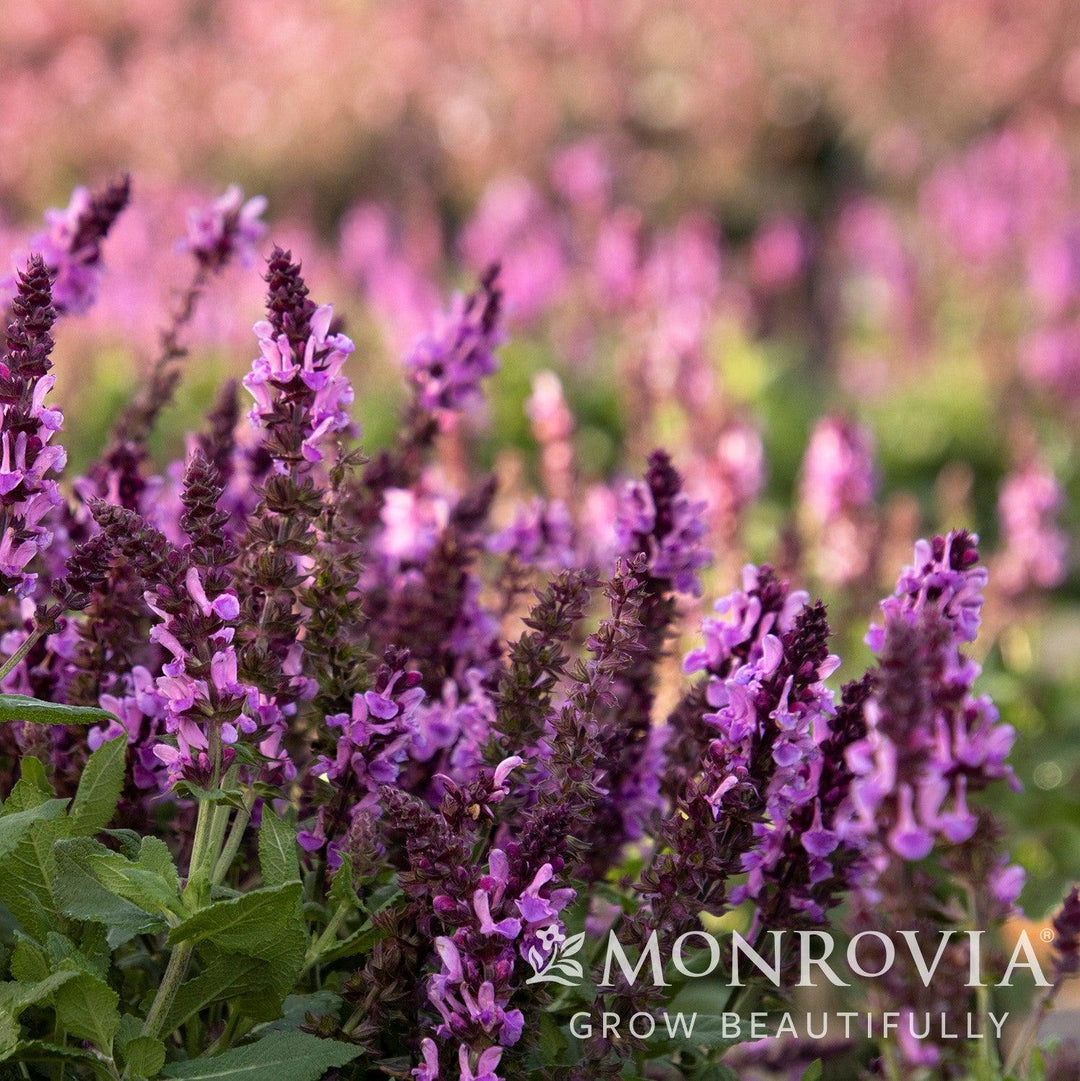 Salvia nemorosa 'Rose Marvel' ~ Monrovia® Rose Marvel Meadow Sage-ServeScape