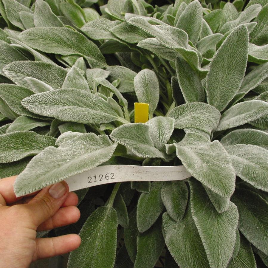 Stachys byzantina 'Fuzzy Wuzzy' ~ Fuzzy Wuzzy Lamb's Ear-ServeScape