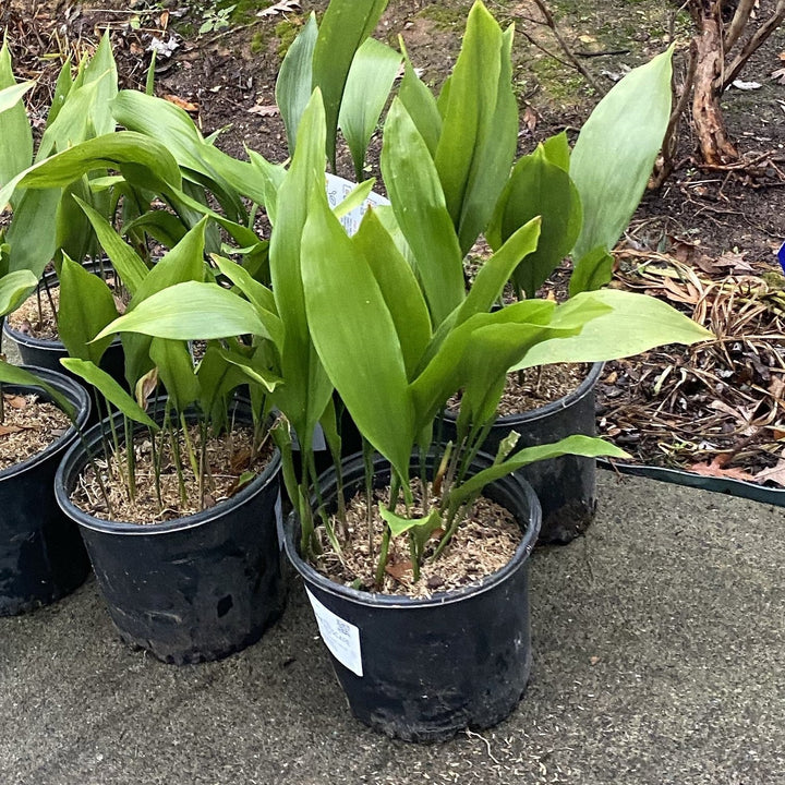 Aspidistra elatior ~ Cast Iron Plant-ServeScape