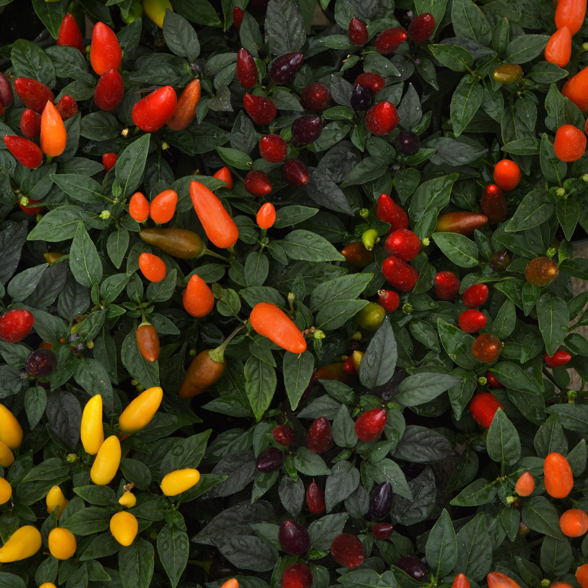 Capsicum annuum 'Acapulco XP Mix' ~ Acapulco™ XP Mix Ornamental Pepper-ServeScape