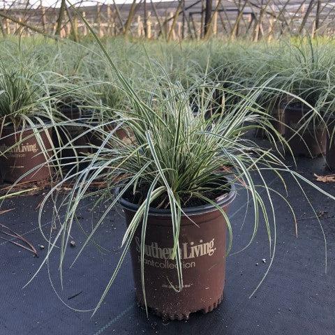 Carex oshimensis 'CarFit01' ~ Monrovia® Evercolor® Everest Variegated Sedge-ServeScape