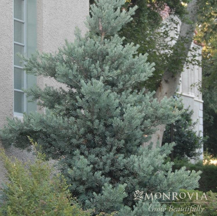 Podocarpus elongatus 'Monmal' ~ Monrovia® Icee Blue® Yellow-Wood-ServeScape