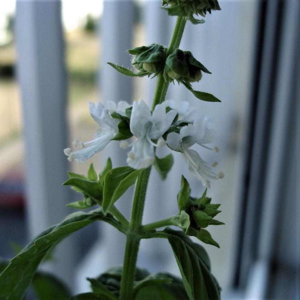 Ocimum basilicum ~ Sweet Basil-ServeScape