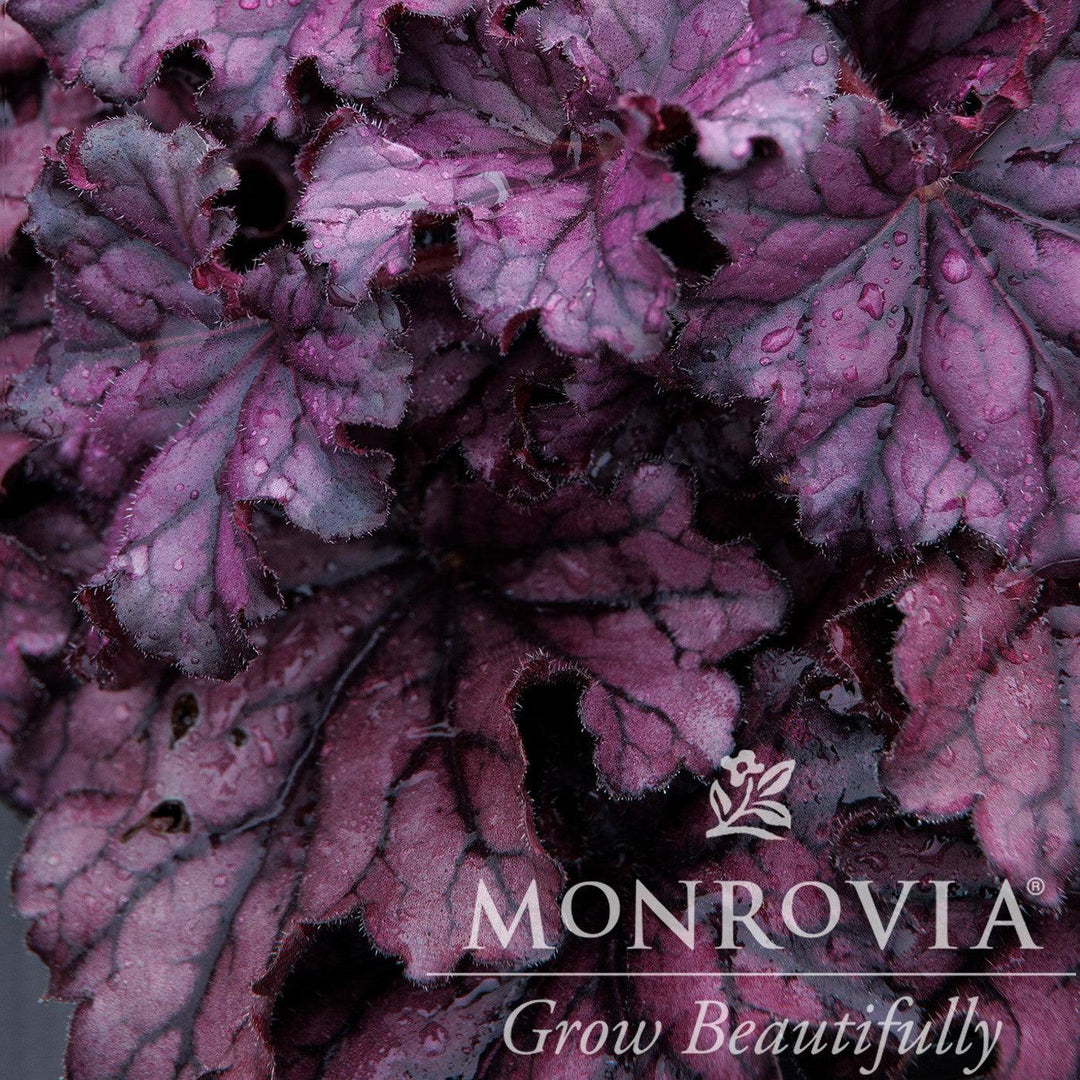 Heuchera x 'TNHEUFP' ~ Monrovia® Forever® Purple Coral Bells-ServeScape
