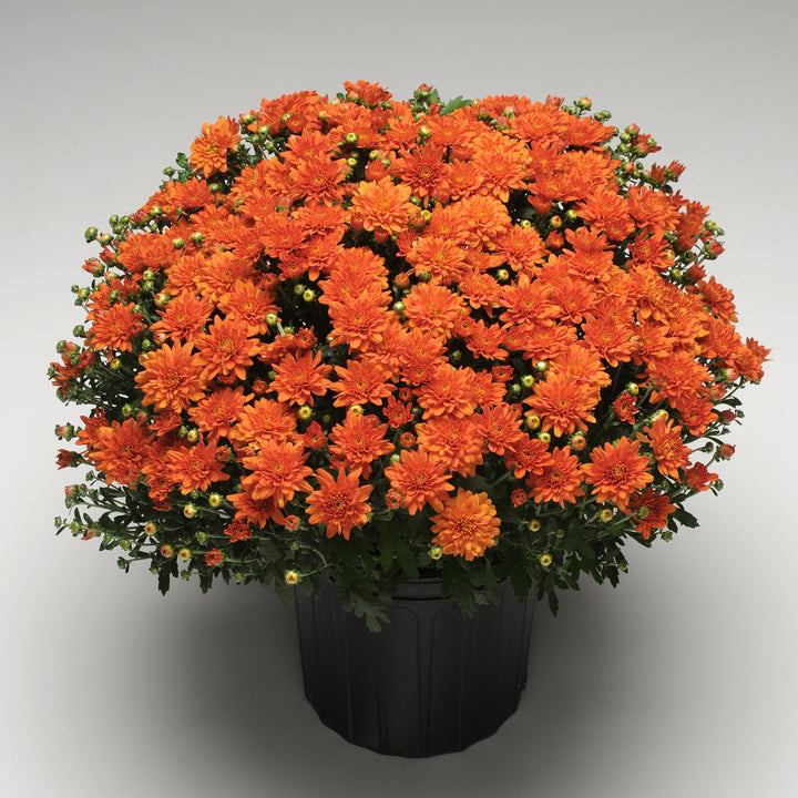 Chrysanthemum x morifolium 'Orange Zest' ~ Orange Zest Mum-ServeScape