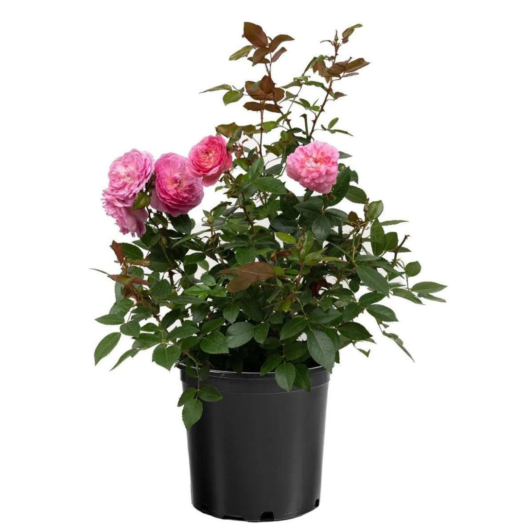 Rosa 'Radprov ~ Orchid Romance™ Rose-ServeScape