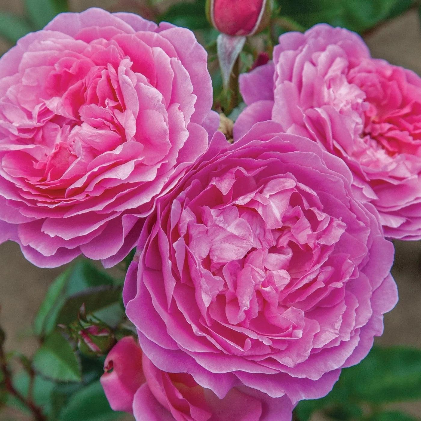 Rosa 'Radprov ~ Orchid Romance™ Rose-ServeScape