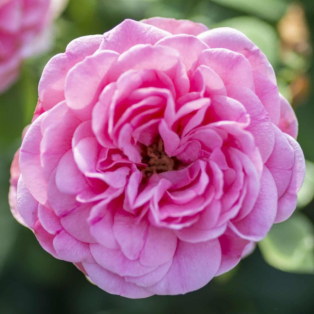 Rosa 'Radprov ~ Orchid Romance™ Rose-ServeScape