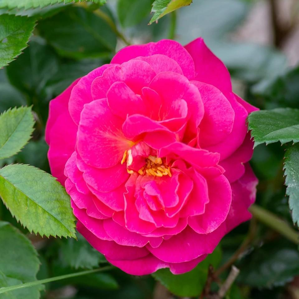 Rosa 'Radprov ~ Orchid Romance™ Rose-ServeScape
