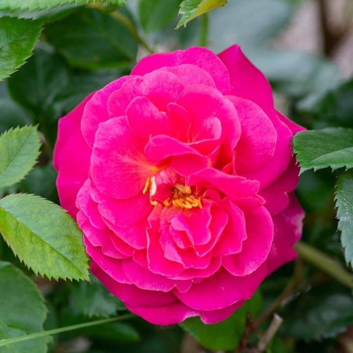 Rosa 'Radprov ~ Orchid Romance™ Rose-ServeScape