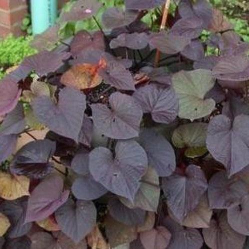 Ipomoea batatas ‘Ace of Spades' ~ Ace of Spades Sweet Potato-ServeScape