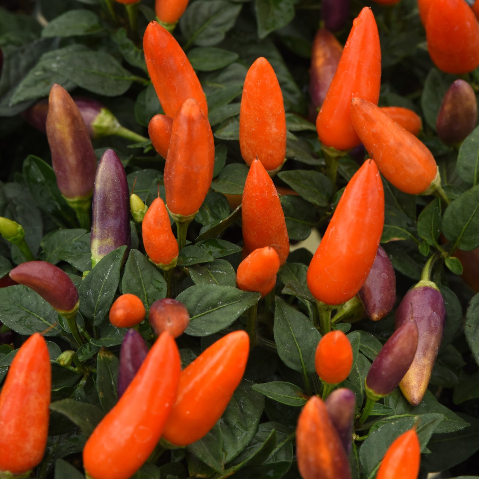 Capsicum annuum 'PAS1584418' ~ Acapulco™ XP Multicolor Orange Ornamental Pepper-ServeScape