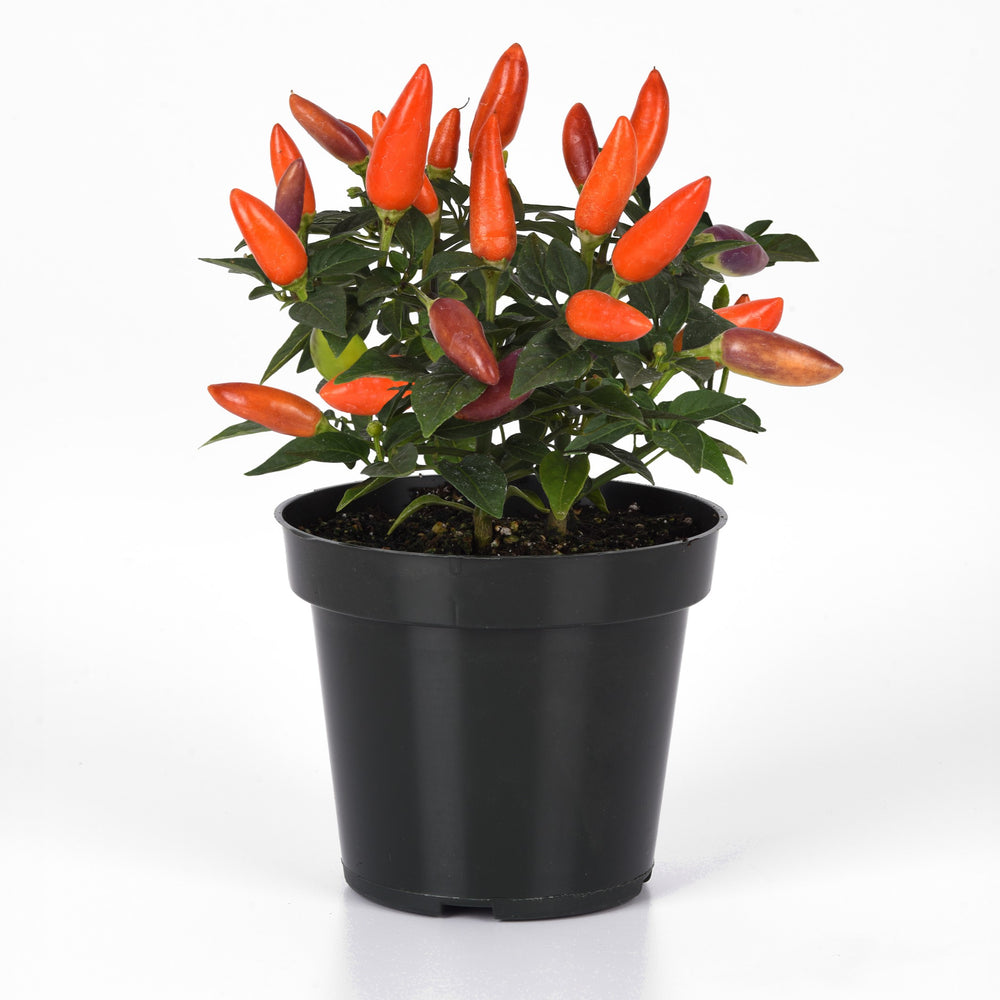 Capsicum annuum 'PAS1584418' ~ Acapulco™ XP Multicolor Orange Ornamental Pepper-ServeScape