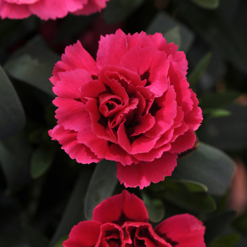 Dianthus caryophyllus'KLEDP07089' ~ Oscar® Cherry Velvet Dianthus-ServeScape