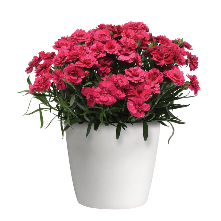 Dianthus caryophyllus'KLEDP07089' ~ Oscar® Cherry Velvet Dianthus-ServeScape