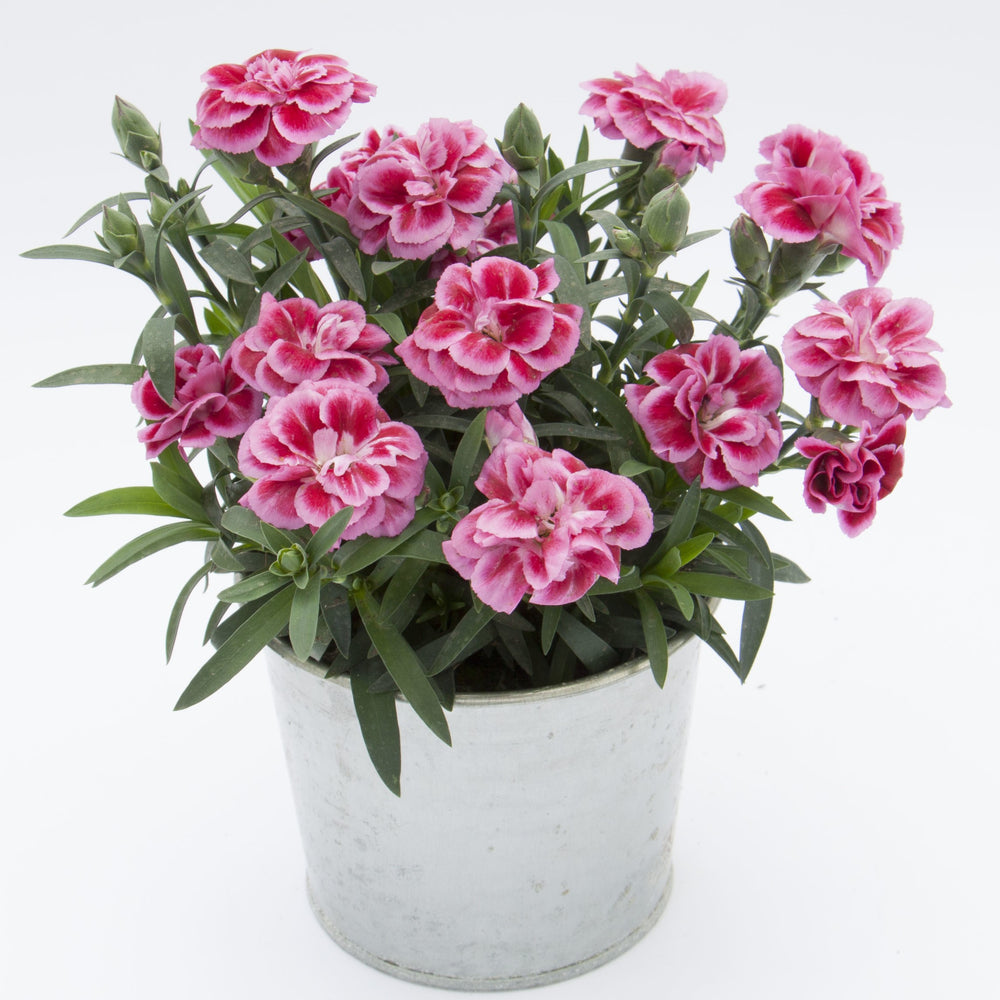 Dianthus caryophyllus 'KLEDP17262' ~ Oscar® Violet and Pink Dianthus-ServeScape