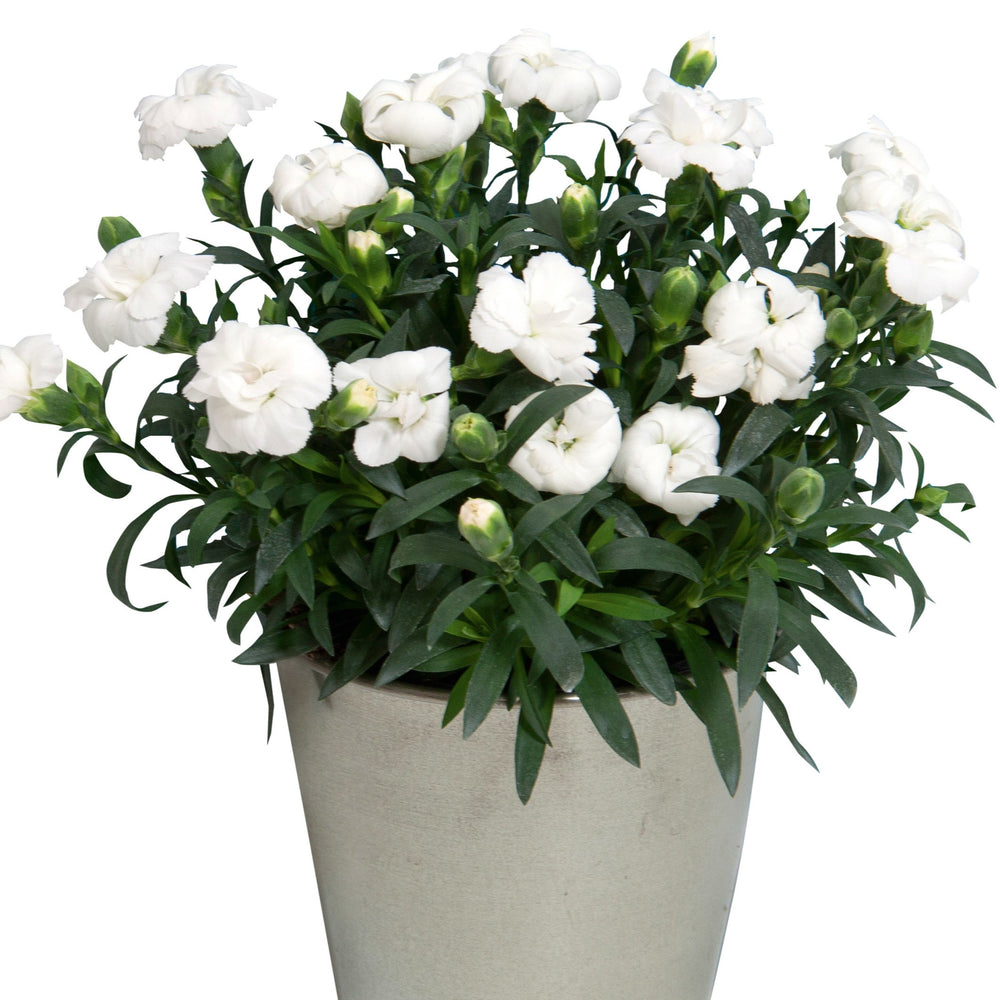 Dianthus caryophyllus 'KLEDP18292' ~ Oscar® White Dianthus-ServeScape