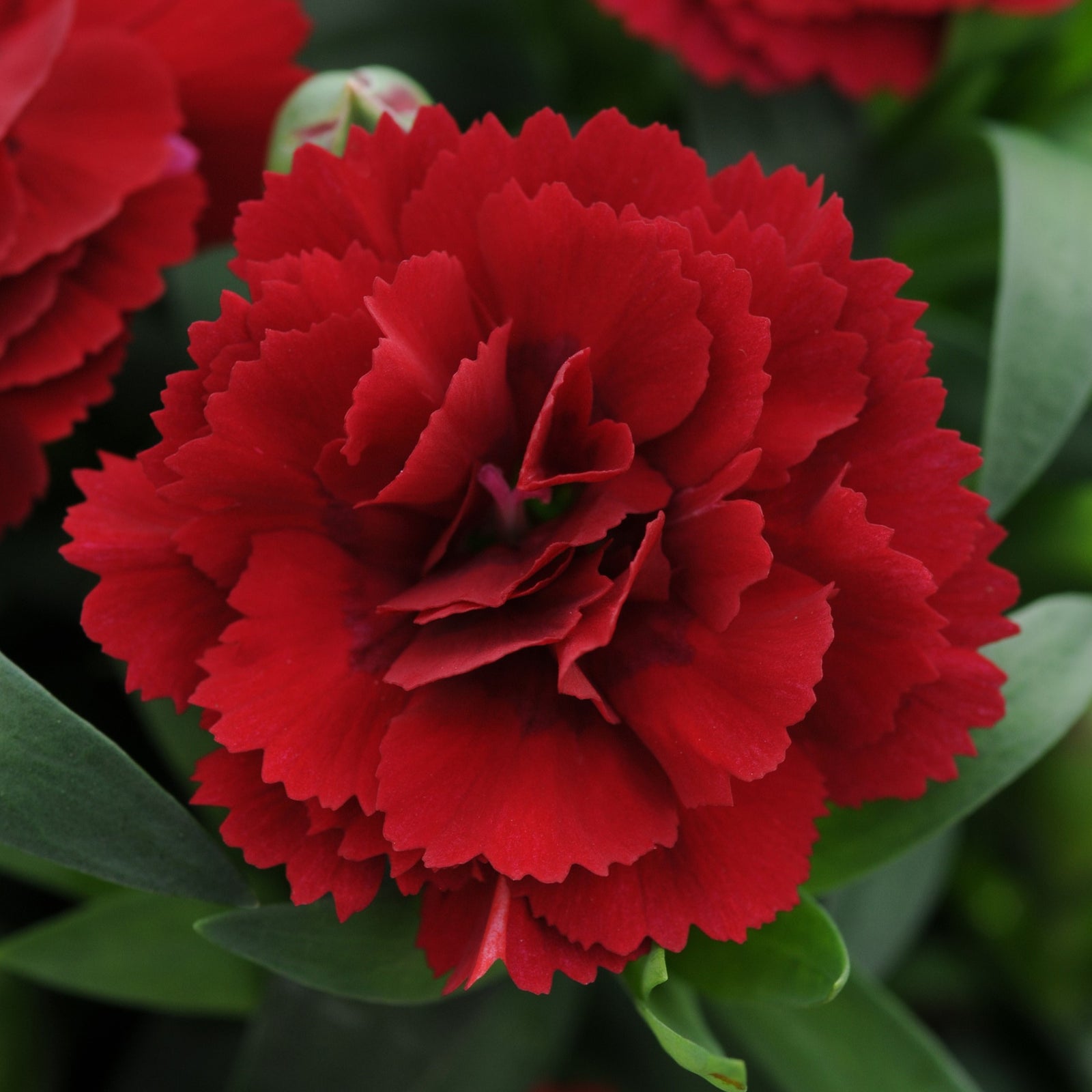 Dianthus caryophyllus 'KLEDP11108' ~ Oscar® Dark Red Dianthus-ServeScape