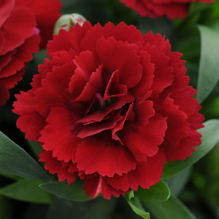 Dianthus caryophyllus 'KLEDP11108' ~ Oscar® Dark Red Dianthus-ServeScape
