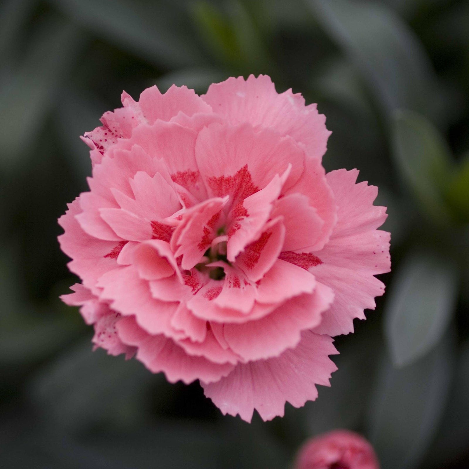 Dianthus caryophyllus 'KLEDP10105' ~ Oscar® Pink Dianthus-ServeScape
