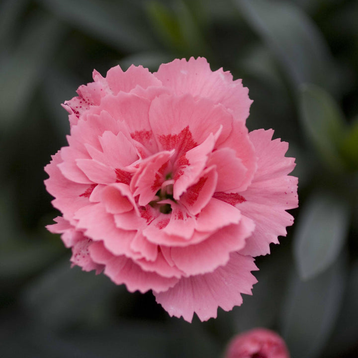 Dianthus caryophyllus 'KLEDP10105' ~ Oscar® Pink Dianthus-ServeScape