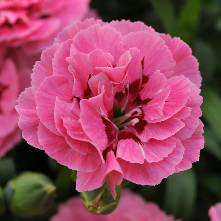 Dianthus caryophyllus 'KLEDP10111' ~ Oscar® Pink Purple Dianthus-ServeScape