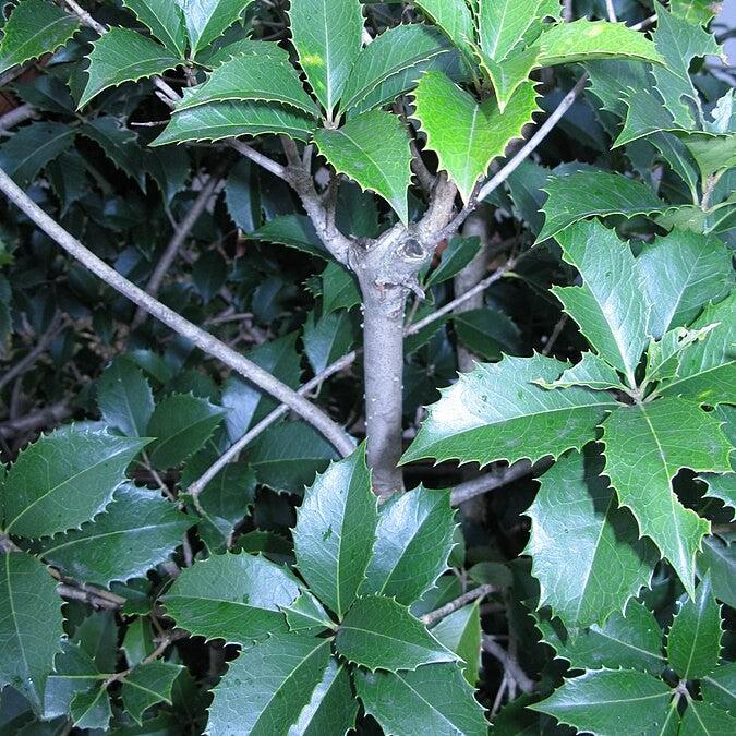 Osmanthus fortunei ~ Fortune's Osmanthus-ServeScape