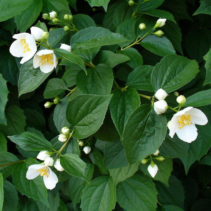 Philadelphus coronarius ~ Mockorange-ServeScape