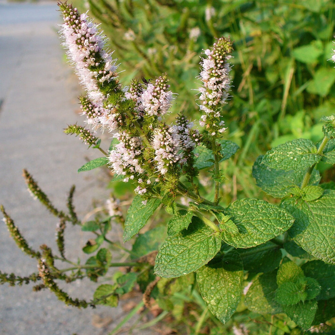 Mentha suaveolens ~ Apple Mint-ServeScape