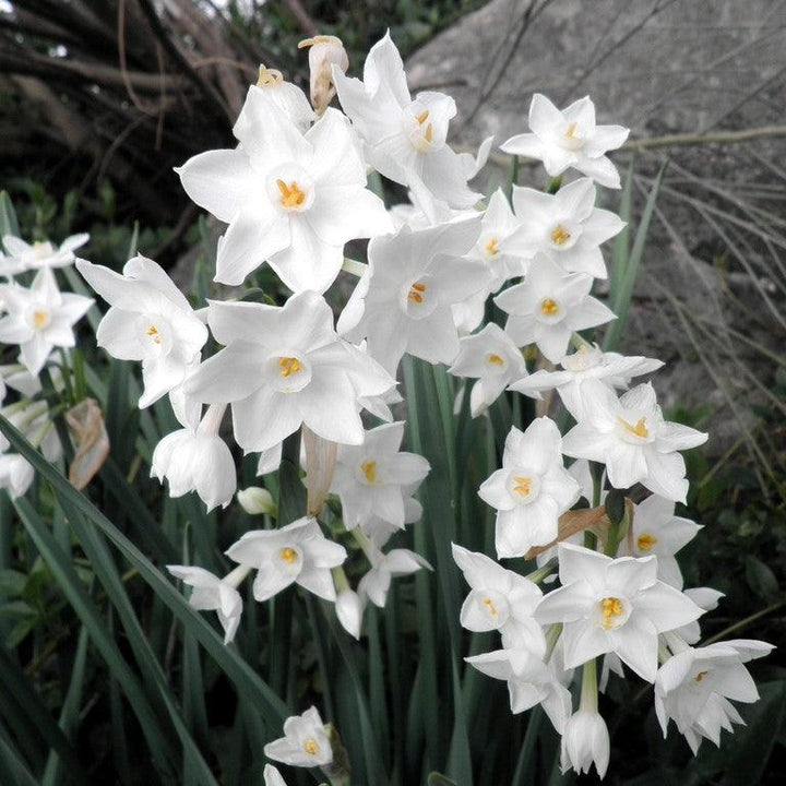 Narcissus papyraceus ~ Paperwhite-ServeScape