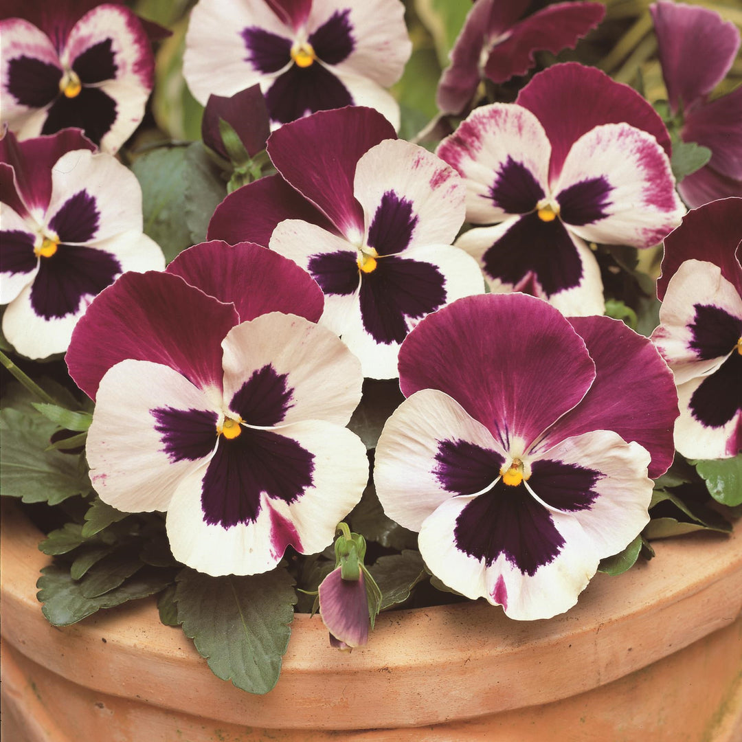 Viola x wittrockiana 'PAS491796' ~ Matrix® Rose Wing Pansy-ServeScape