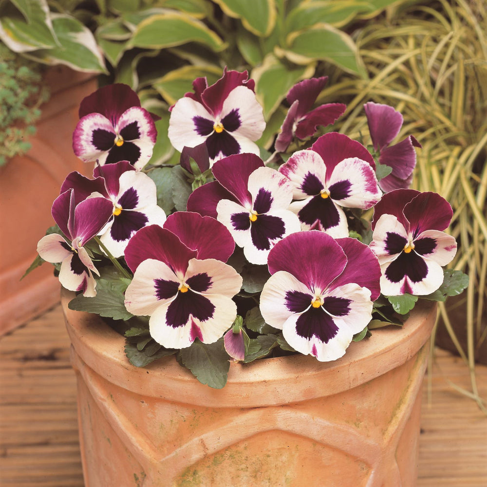 Viola x wittrockiana 'PAS491796' ~ Matrix® Rose Wing Pansy-ServeScape