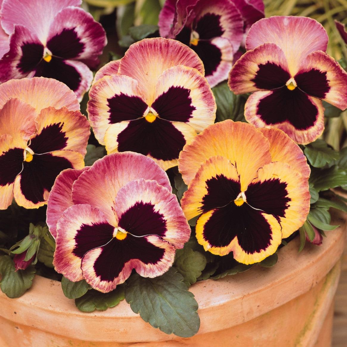 Viola x wittrockiana 'PAS334539' ~ Matrix® Sunrise Pansy-ServeScape