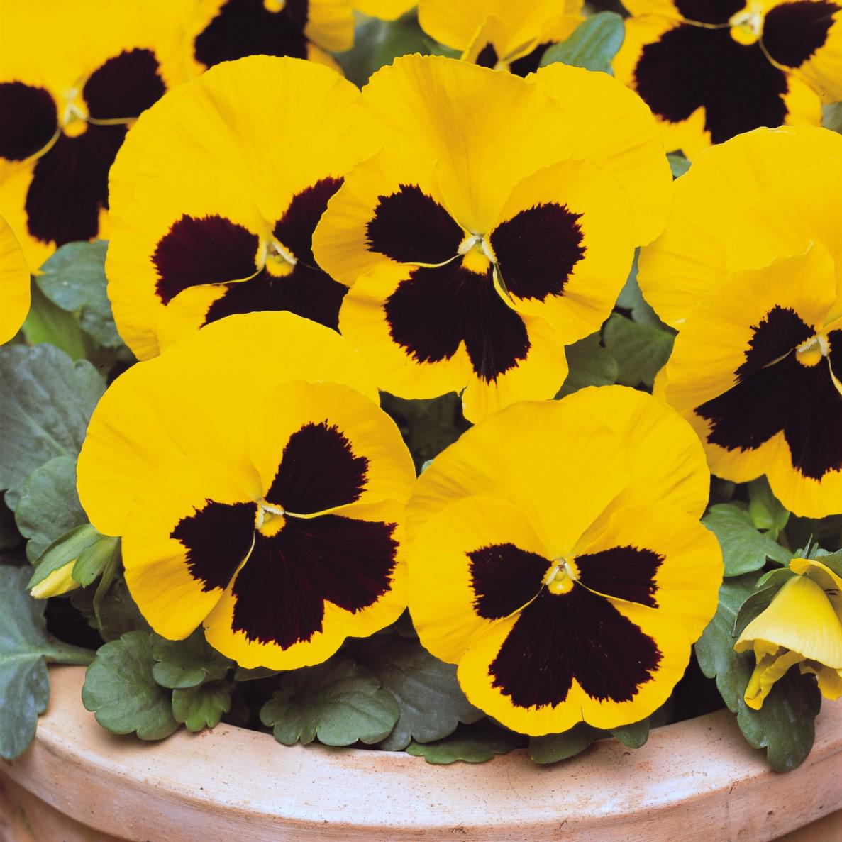 Viola x wittrockiana 'PAS882806' ~ Matrix™ Yellow Blotch Pansy-ServeScape