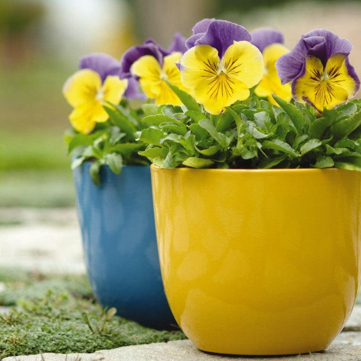 Viola x wittrockiana 'PAS460054' ~ Matrix® Morpheus Pansy-ServeScape